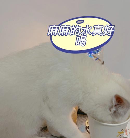 引导猫猫喝水的方法（让你的猫猫爱上喝水）  第1张