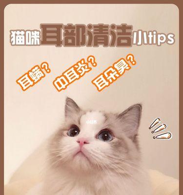 有效治疗猫咪耳螨的小妙招（彻底击败耳螨）  第1张