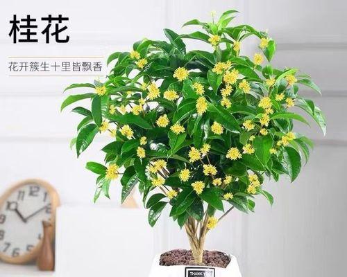 如何养护盆栽桂花树，打造迷人盆景（掌握关键技巧）  第2张