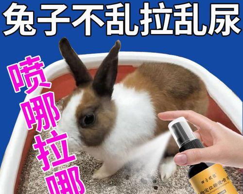 如何训练兔子上厕所？有效方法有哪些？  第3张