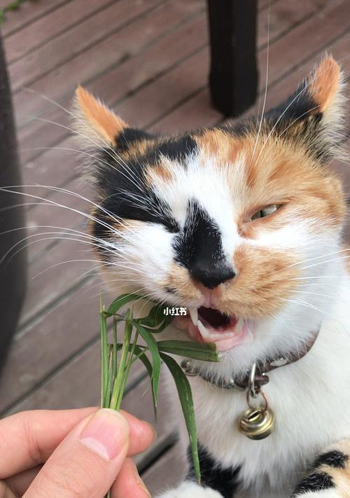 猫咪吃草有哪些好处？全面解析猫咪吃草的益处！  第3张