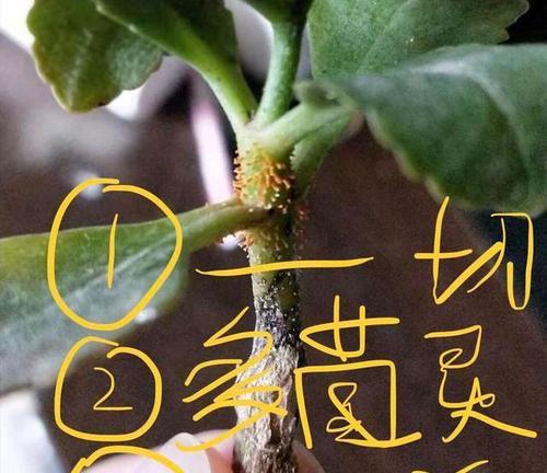 植物烂根了怎么办？最有效的处理方法是什么？  第1张