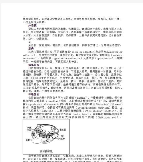 河蚌外壳如何处理？视频讲解教程在哪里可以找到？  第3张